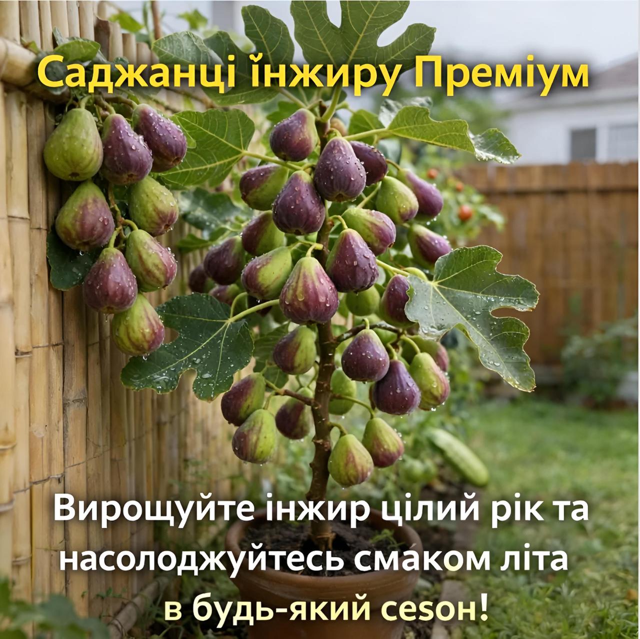 Саджанці інжиру Преміум — солодкий врожай у вашому саду