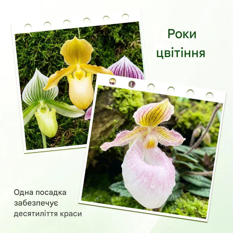 100 насінин орхідеї Пафіопеділум – рідкісний сорт