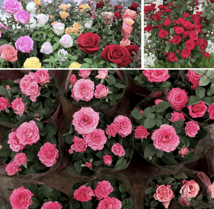 НАСІННЯ МІНІ-РОЗИ