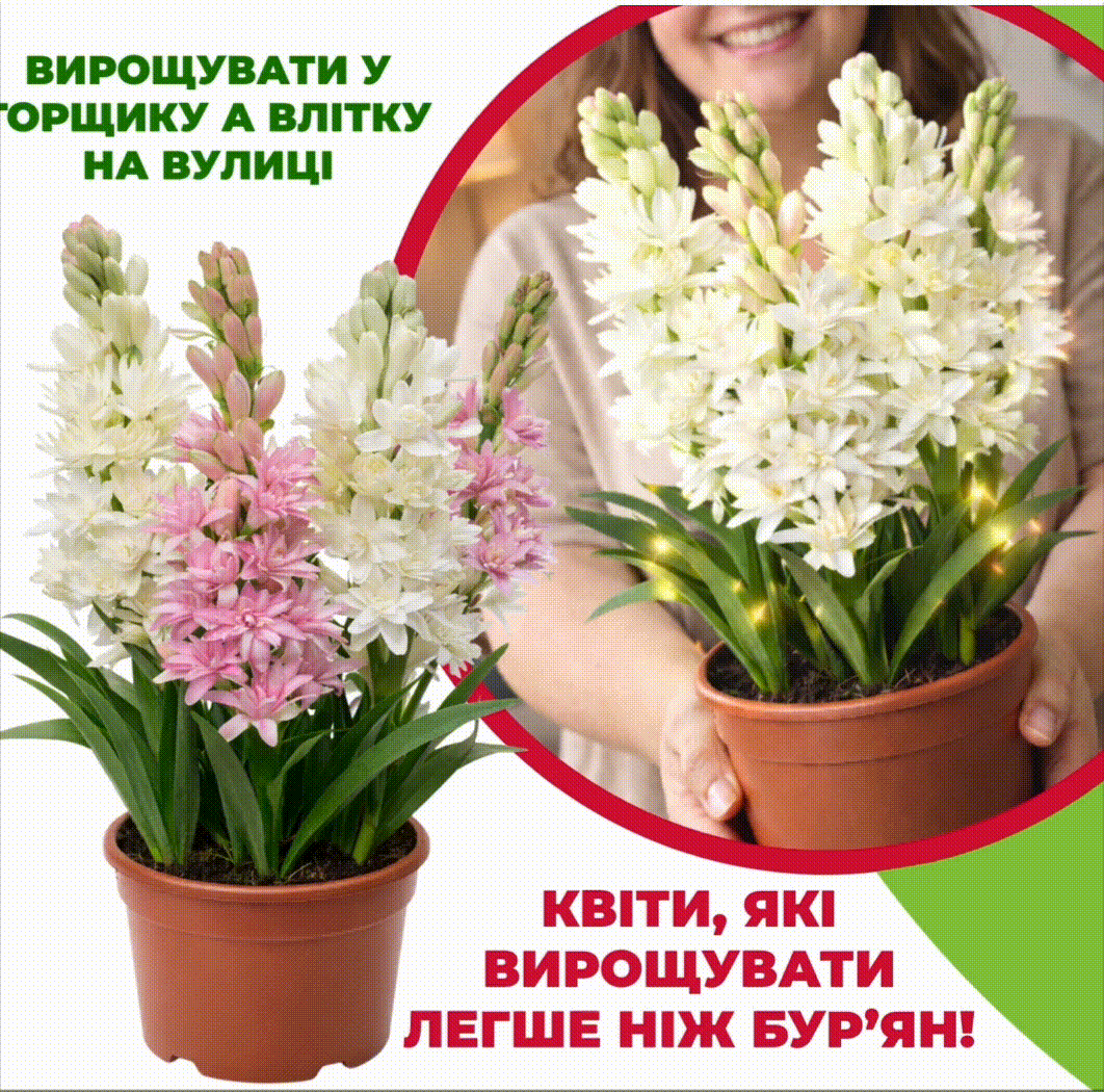 Цибулини кімнатної туберози з розкішним ароматом і простим доглядом!