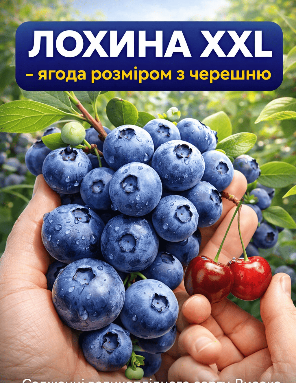 Лохина XXL — ягода розміром з черешню